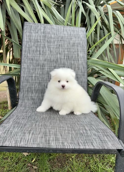 Померан момче със втора ваксина. Померанче