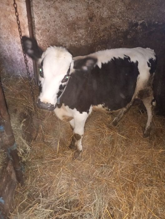 Vand vitel in varsta de 7 luni