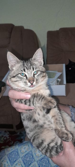 Отдам в хорошие руки