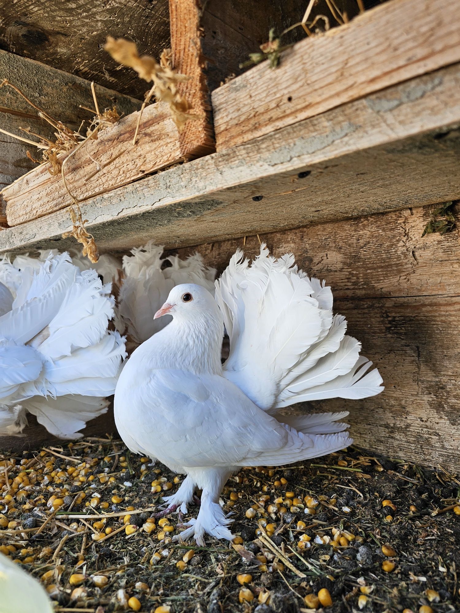 Porumbeii rotati albi de vânzare