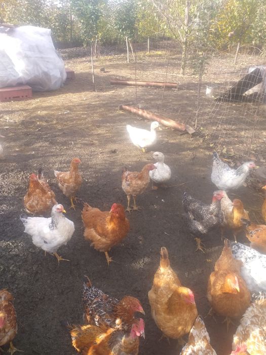 Vand puicute de curte