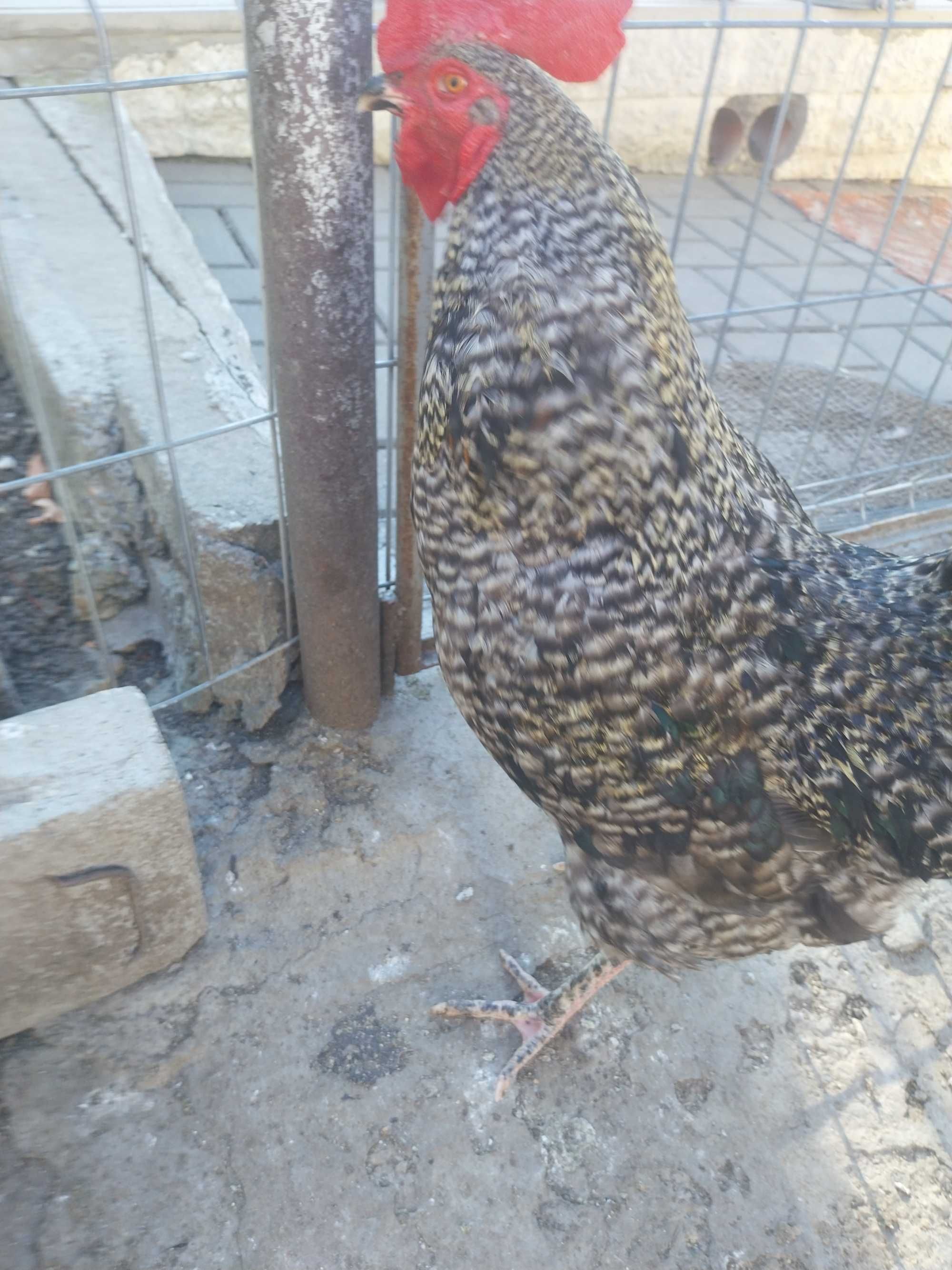 Vând trei cocoși de casă