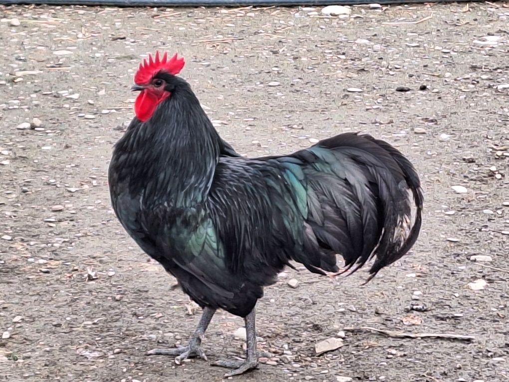 Oua de gaina proaspete pt consum sau incubat rasa australorp