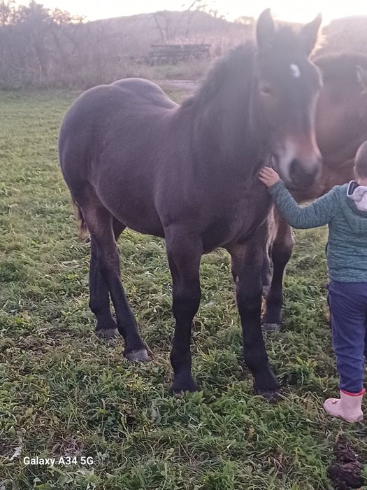 Manze de vanzare de 6 luni