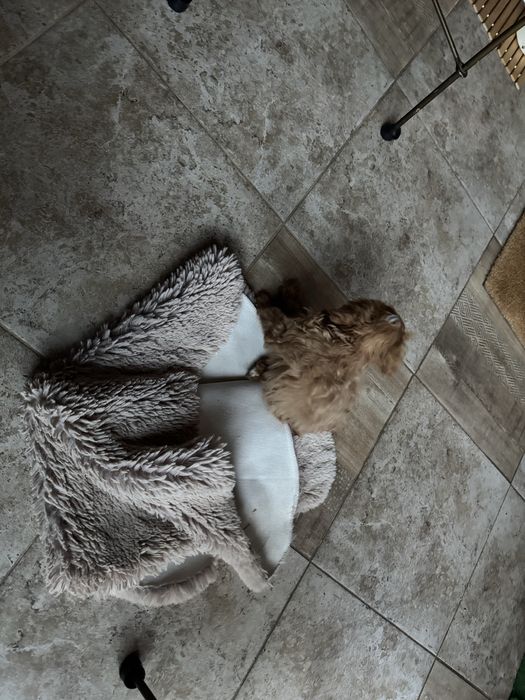 Cavapoo/кавапумомиче