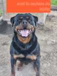 Rottweiler 2 ani