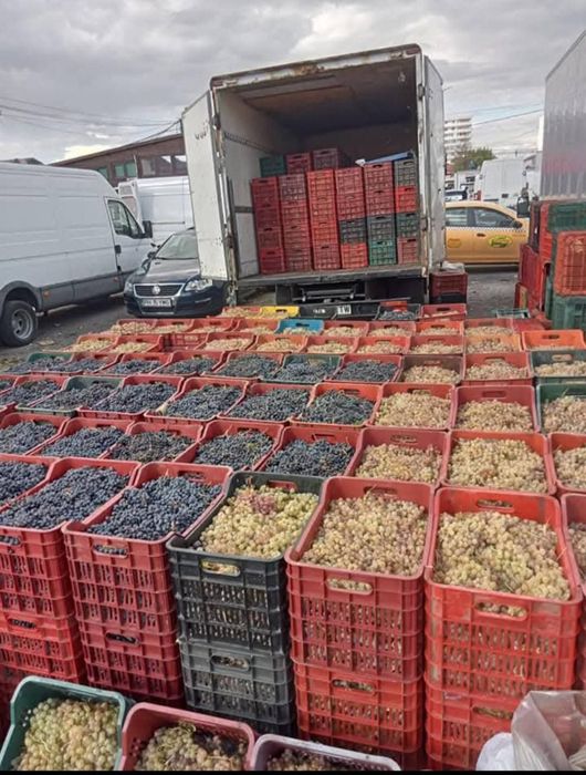 Vând struguri pentru vin