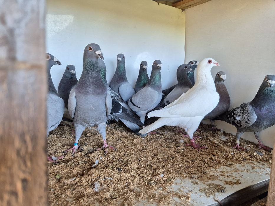 Vând porumbei voiajori