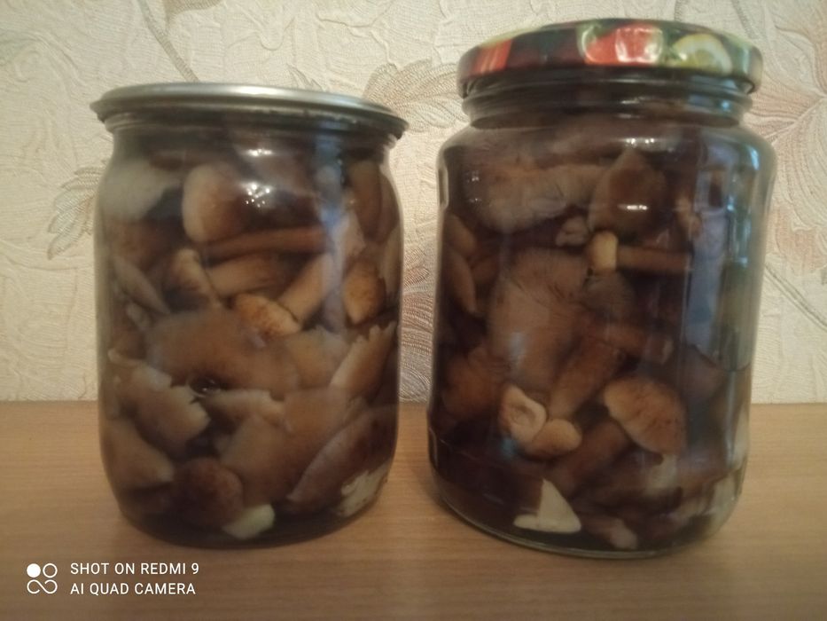 Грибы опята маринованные