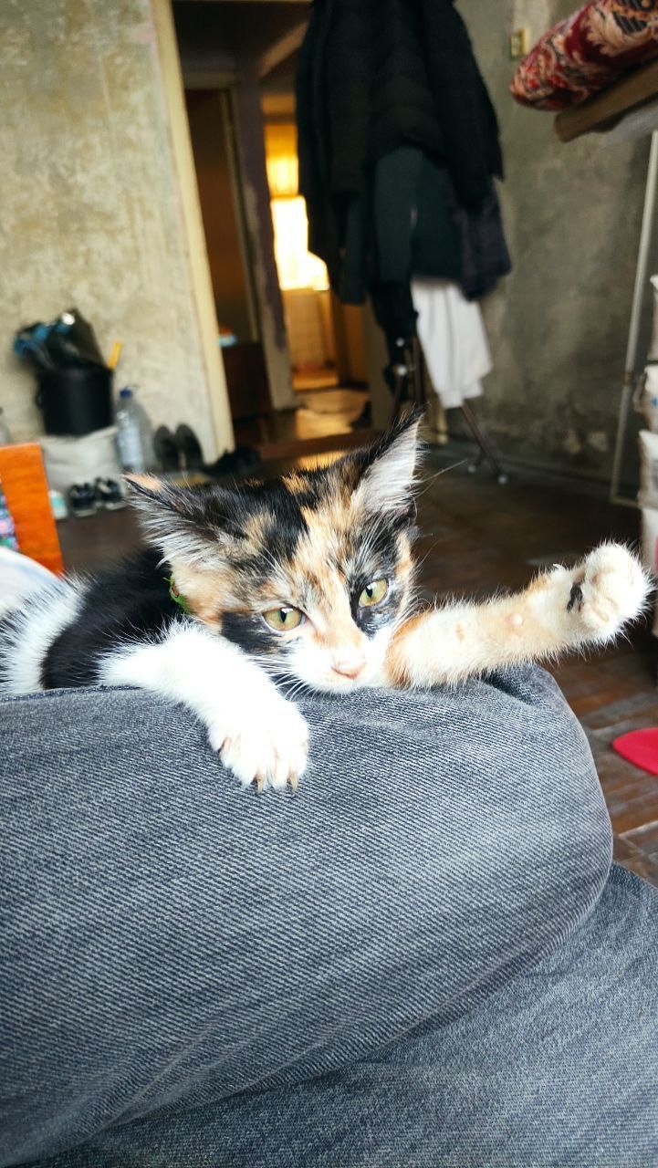 Отдам Кота 8 месяцев бесплатно