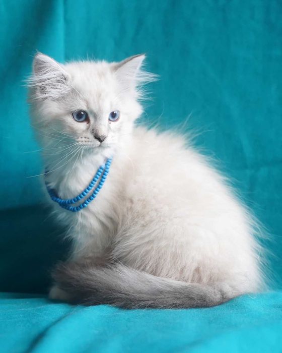 Pui pisica siberiana cu pedigree - Felisa Autorizata