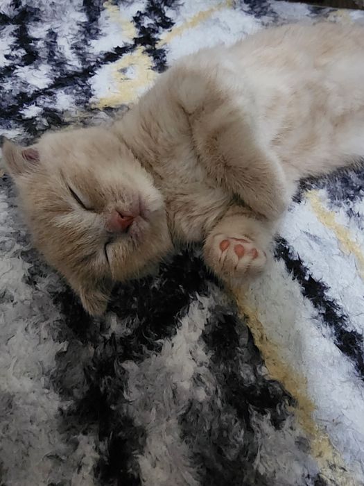 Продаёться котёнок