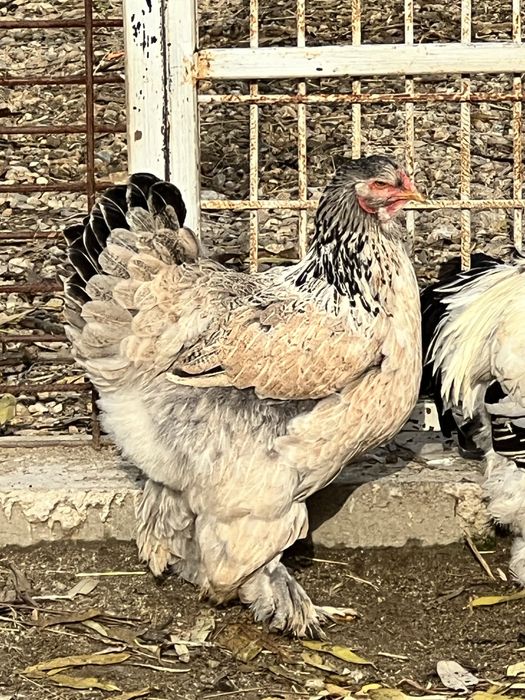 Gaini Brahma, culoare somon si albastru