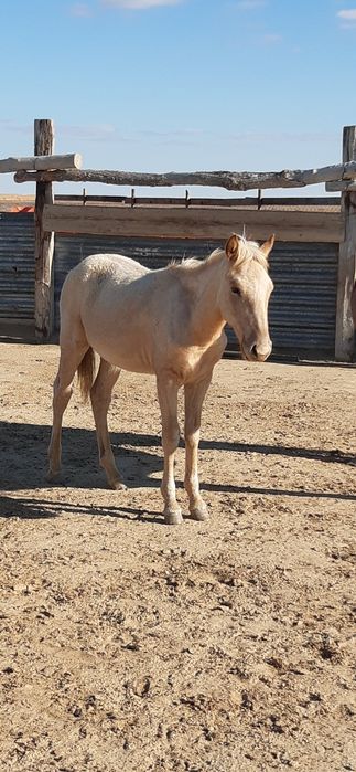 Семіз жабағы сатылады