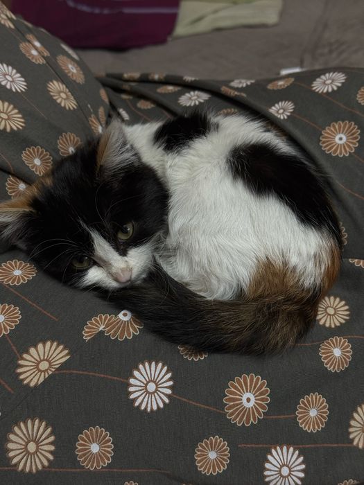 Отдам котенка маленького