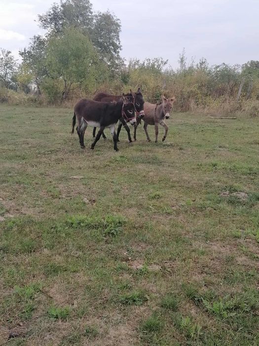 Vând măgari tineri