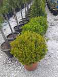 Plante ornamentale