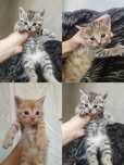 Скотиш страйт Nora
