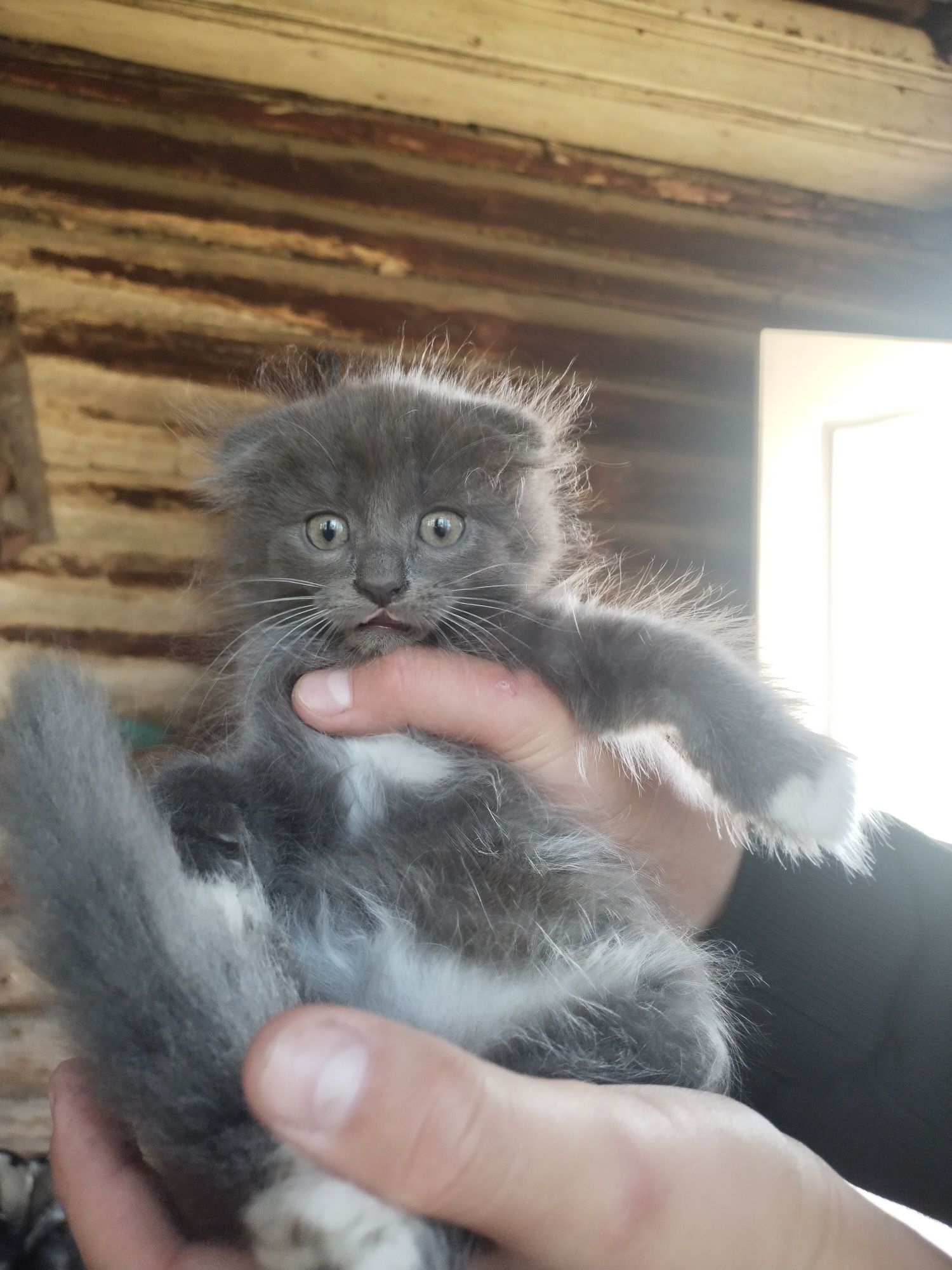 Котята бесплатно