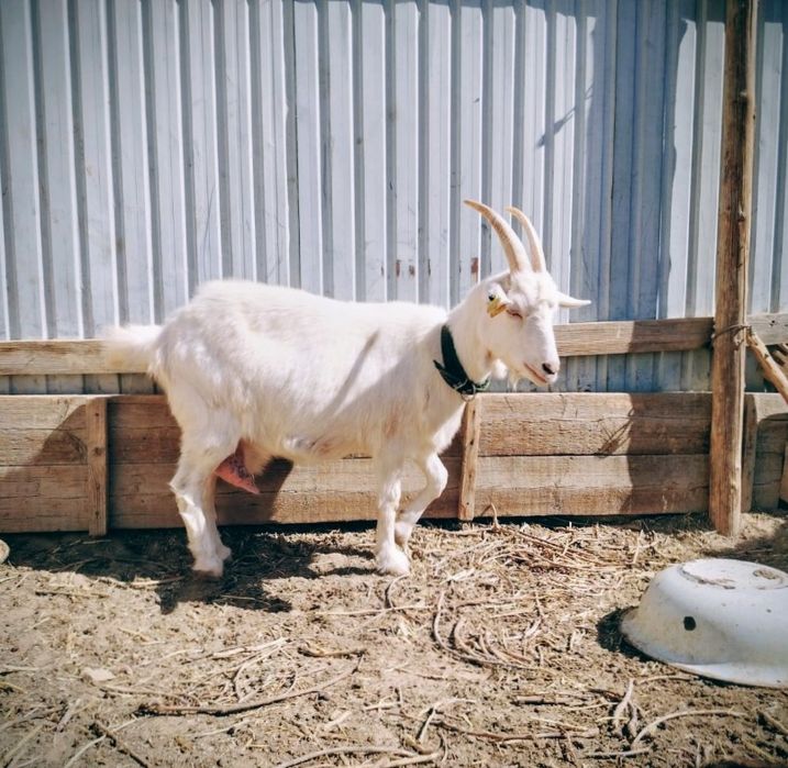 Зайнен ешки сатылады туша орыс зайнен мен аралас