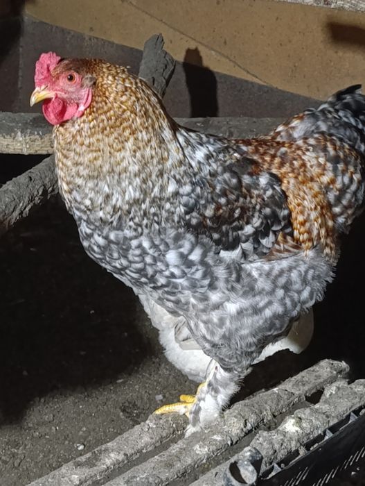 На продажу петушки молодые