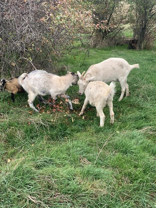 Vand capra cu 2 iede mari