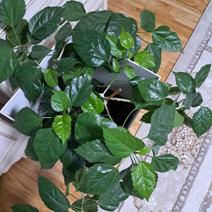 Китайская роза. Очень красивая. Находится на юге востоке.