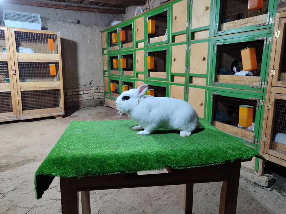 Hatot sames karlik quyon oq