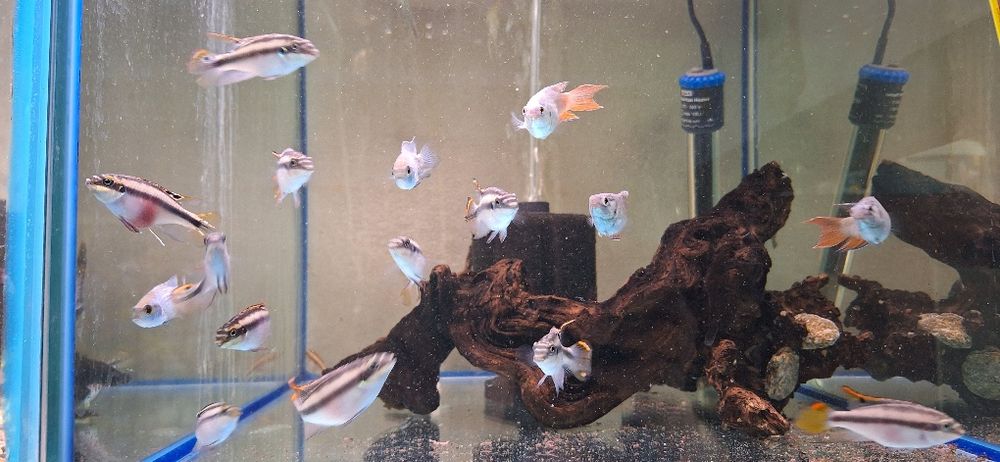 Pesti de acvariu. Scalari