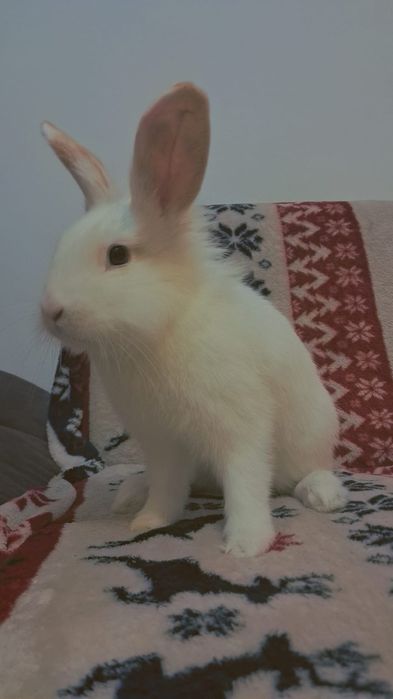 Vând iepuraș cu tot cu cusca