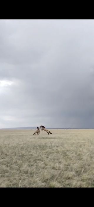 Продаю мугалжарских жеребцов