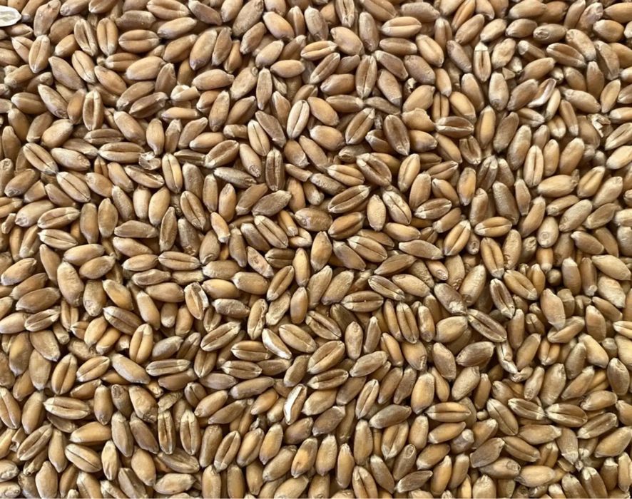 Vand Grau furaj 2025