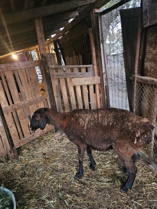 Кой сатылады 20000тг