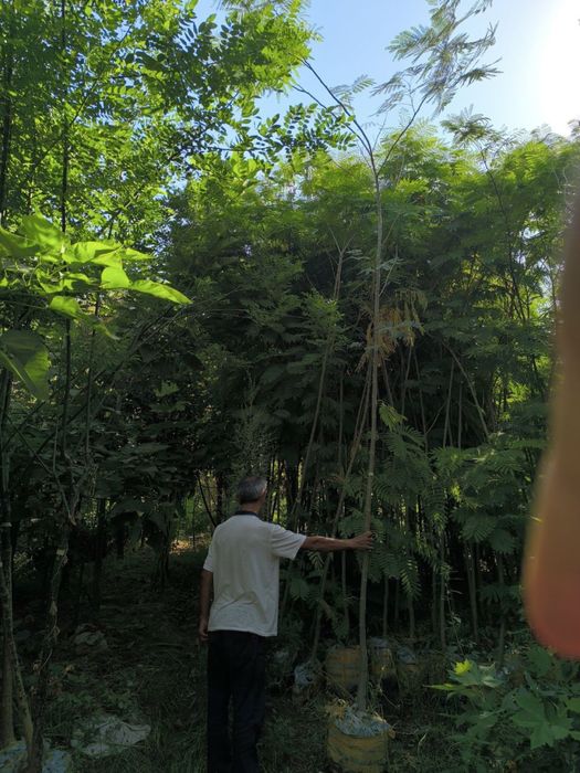 Kashtan va boshqa kochatlar optom narxlarda sotiladi