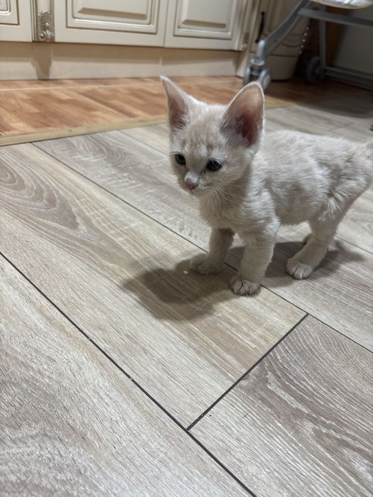 Одам котят в добрые руки