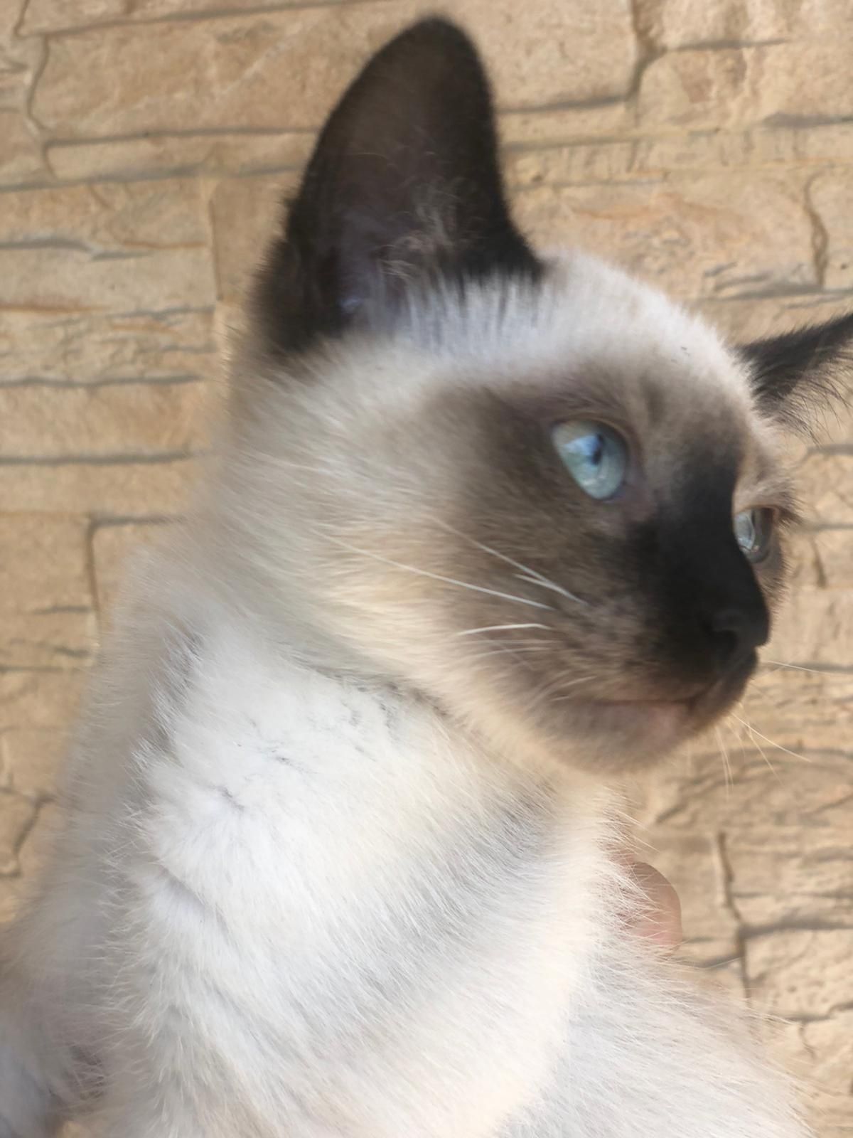 Motanel ragdoll!