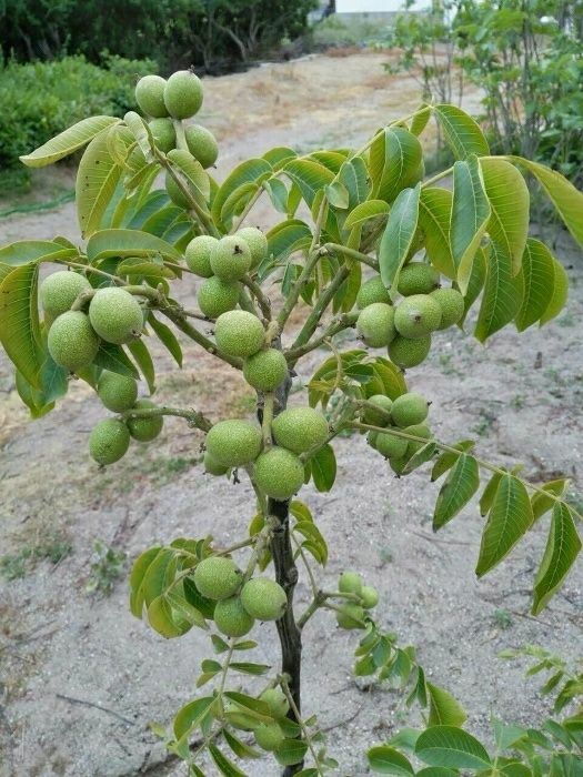 Mevali kuchatlar