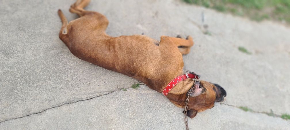 Boxer german vârstă de 3 ani