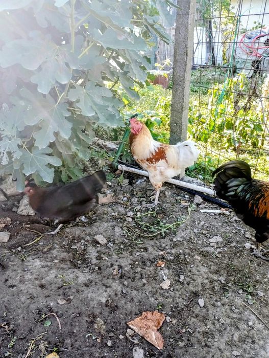 Cocoși de rasă de vânzare