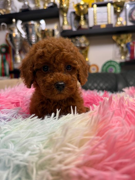 Poodle Toy Red Femelă