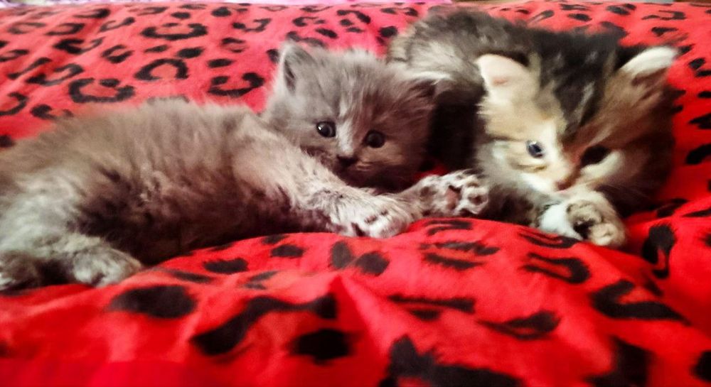 Породистые котята от сер. Шеншиллы