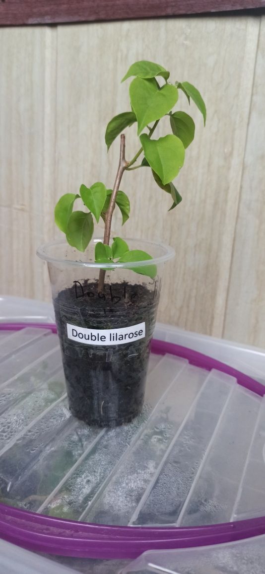 Бугенвиллия малиново-красная махровая - сорт "Double lilarose"