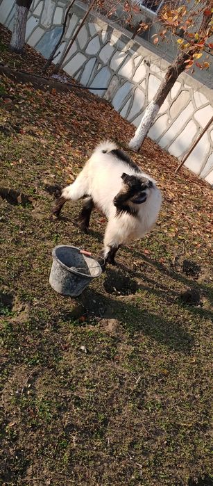 Takacha sotiladi zoʼr boqilgan