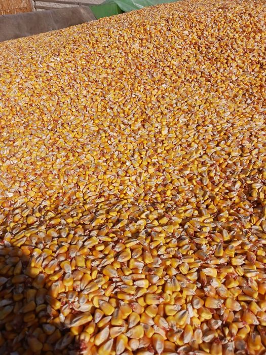 Grăunțe de vânzare