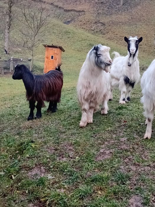 Vand o iada si un paci