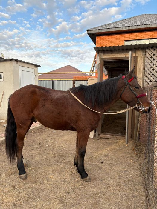 Жорға құнан сатылады