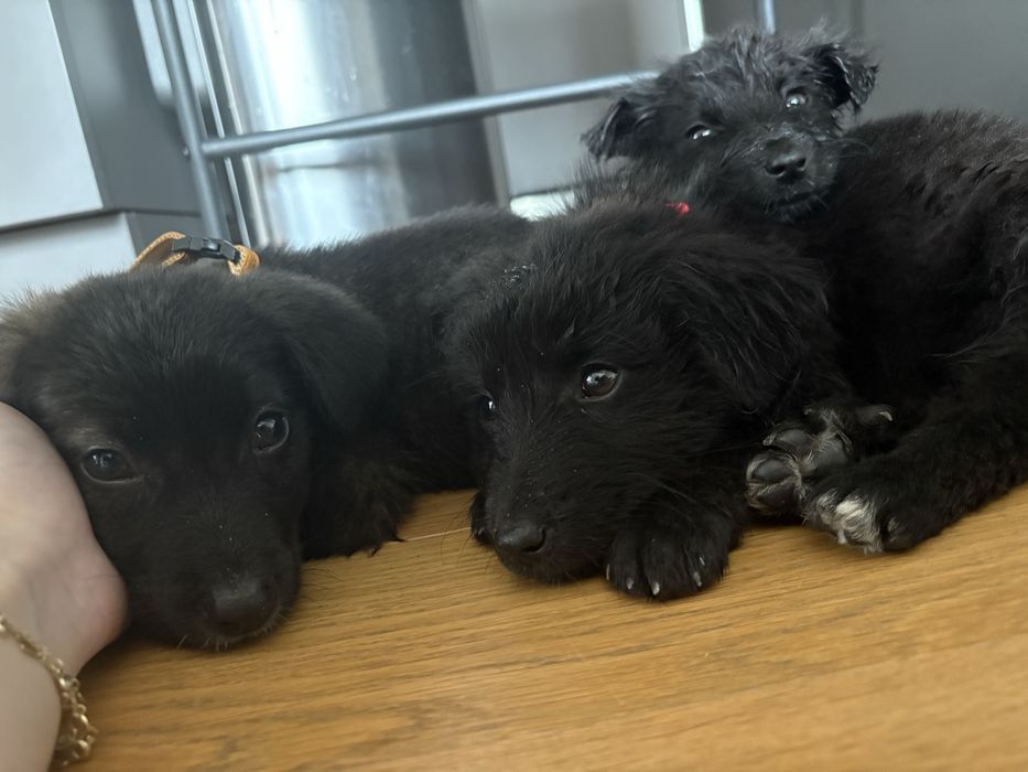 Donez cateluse ( pana in 5-6 saptamani)