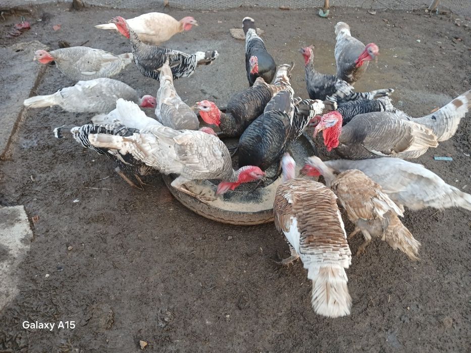 La schimb cu gaini bracman  curcan