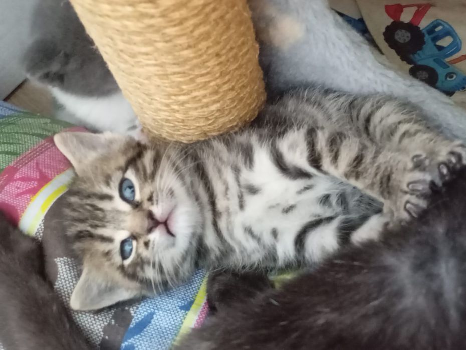 Породистый котёнок один месяц