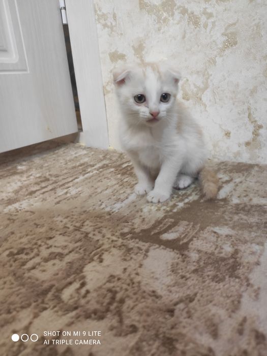 Мушукча огил бола скотиш фолд